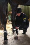 Policyjni "konni" ćwiczą przed EURO 2012